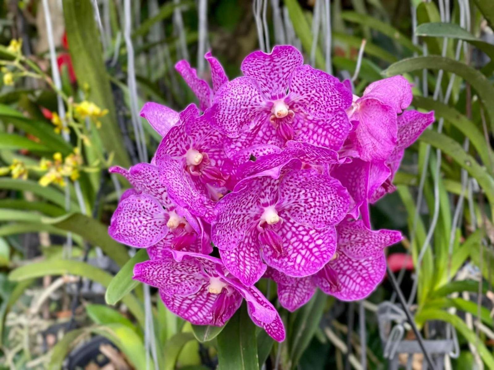 Ella Flower Garden Resort ภายนอก รูปภาพ
